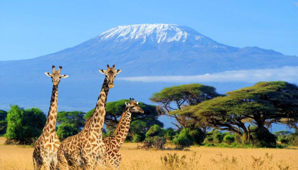 Rwanda, Kenya & Tanzania Combined Safari Guide