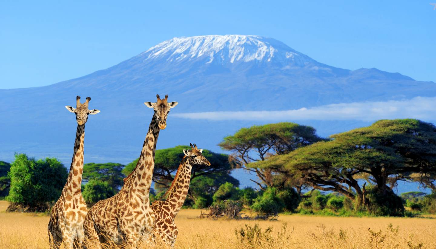 Kenya’s national park safaris and tours