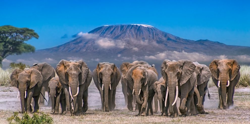 kenyan national parks, kenya's national parks, kenya national parks, national parks in kenya, national park in kenya, Amboseli National Park, Kenya’s national park safaris and tours