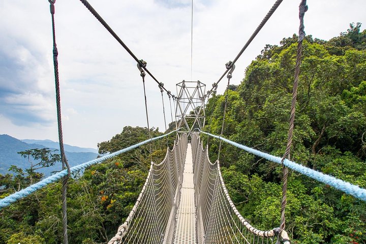 Canopy Walkway in Nyungwe National Park, canopy walkway, canupy walk way in nyungwe, canopy walkway in nyungwe, nyungwe canopy walkway, nyungwe's canopy walkway