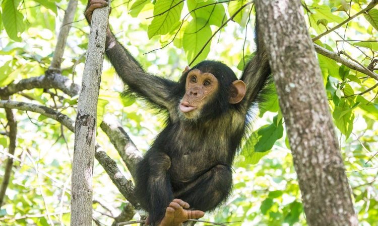 Chimpanzee Tracking in Rwanda