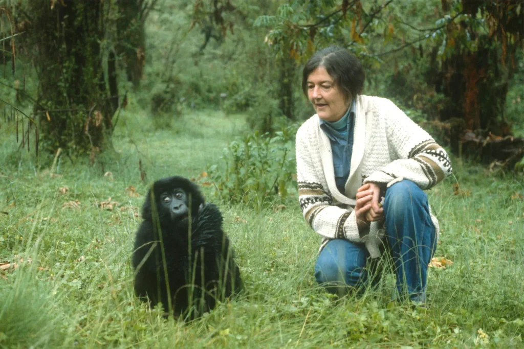 Dian Fossey Gorilla Fund International, Gorilla Adventure Safaris in Rwanda and Uganda