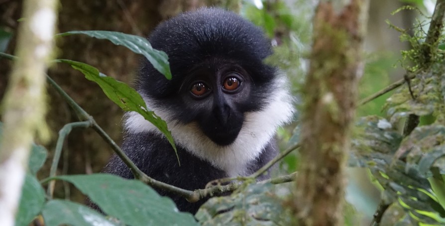 primate safaris in rwanda