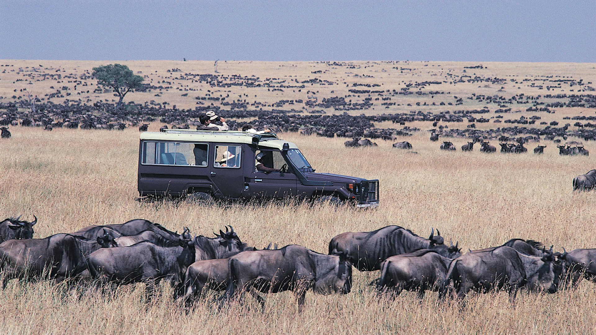 East Africa Safaris, east africa tours, east african tours, east african safaris, safaris in east africa, rwanda safaris, uganda safaris, kenya safaris, tanzania safaris, Kenya’s national park safaris and tours