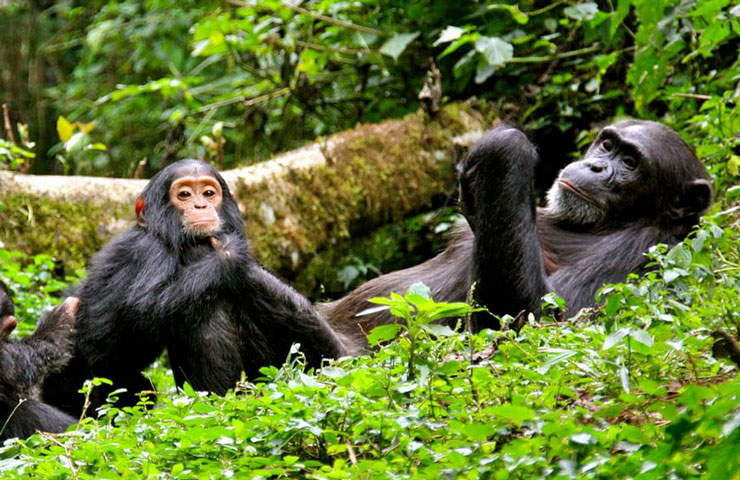 Chimpanzee Tracking in Rwanda