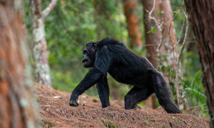 primate safaris in rwanda