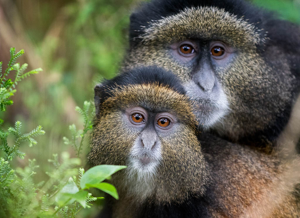 golden monkey trekking