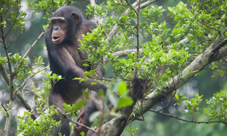 Chimpanzee Tracking in Rwanda