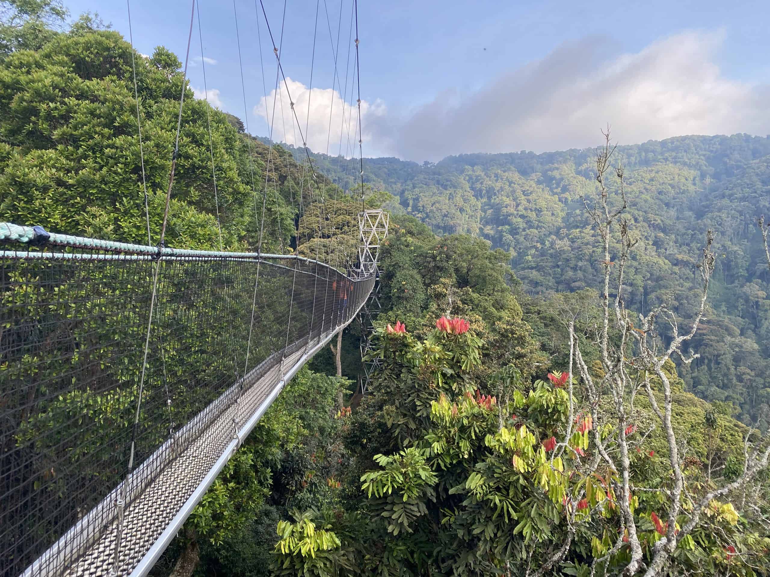 Canopy Walkway in Nyungwe National Park, canopy walkway, canupy walk way in nyungwe, canopy walkway in nyungwe, nyungwe canopy walkway, nyungwe's canopy walkway