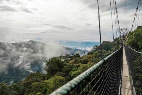 Canopy Walkway in Nyungwe National Park, canopy walkway, canupy walk way in nyungwe, canopy walkway in nyungwe, nyungwe canopy walkway, nyungwe's canopy walkway, East Africa Safaris, east africa tours, east african tours, east african safaris, safaris in east africa, rwanda safaris, uganda safaris, kenya safaris, tanzania safaris