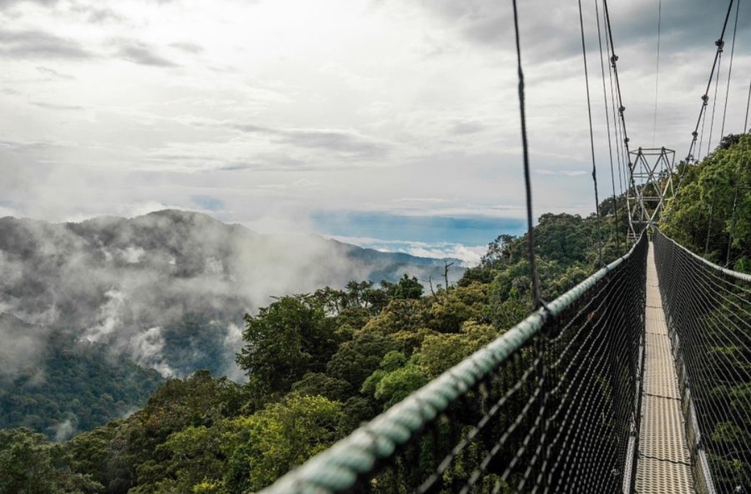 Canopy Walkway in Nyungwe National Park, canopy walkway, canupy walk way in nyungwe, canopy walkway in nyungwe, nyungwe canopy walkway, nyungwe's canopy walkway