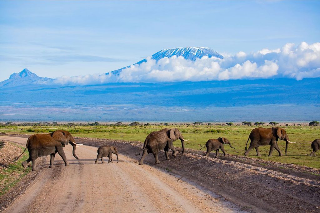 East Africa Safaris, east africa tours, east african tours, east african safaris, safaris in east africa, rwanda safaris, uganda safaris, kenya safaris, tanzania safaris, kenyan national parks, kenya's national parks, kenya national parks, national parks in kenya, national park in kenya