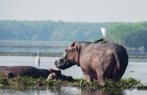 Murchison Falls Safari Guide