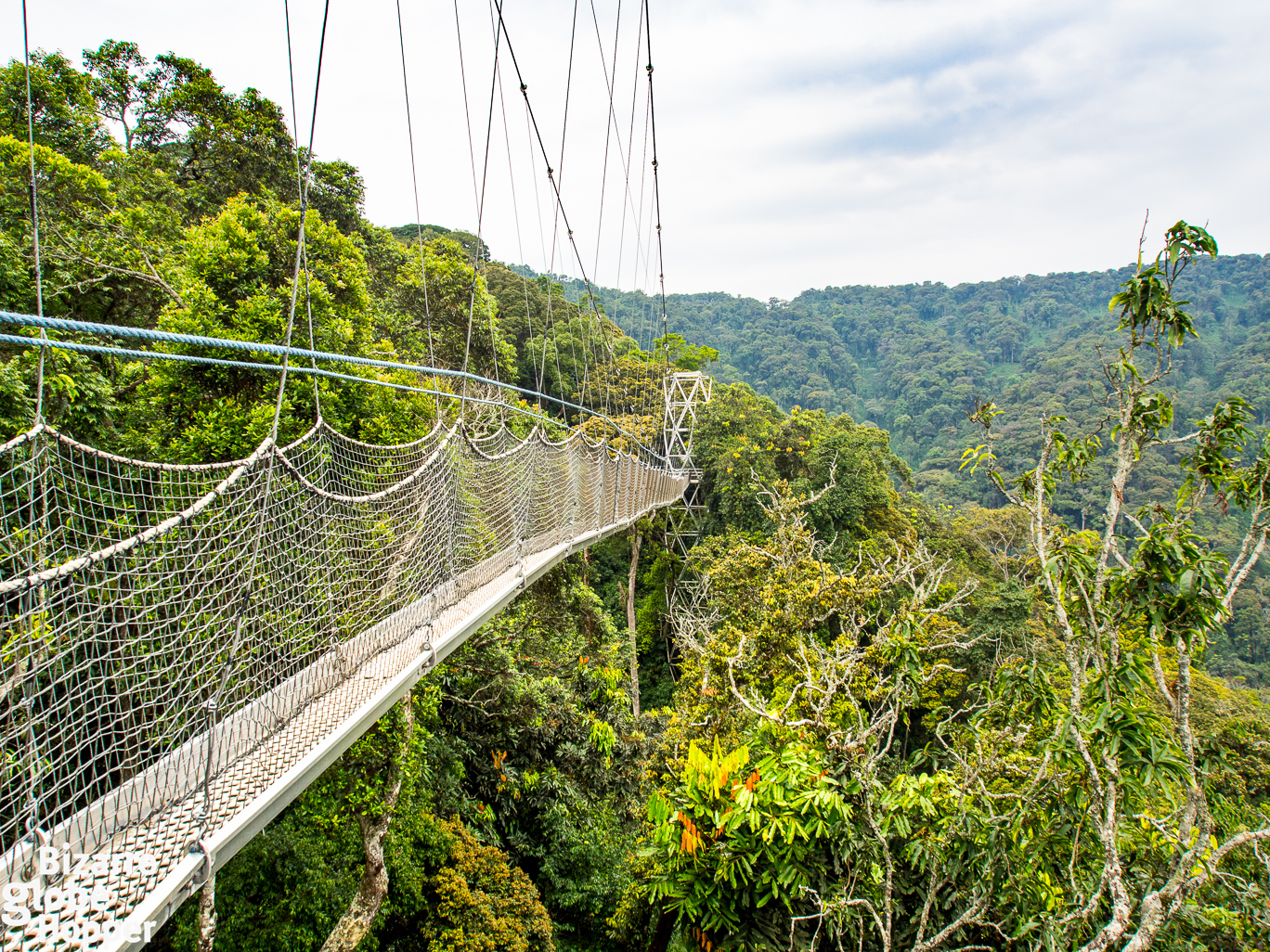 Canopy Walkway in Nyungwe National Park, canopy walkway, canupy walk way in nyungwe, canopy walkway in nyungwe, nyungwe canopy walkway, nyungwe's canopy walkway