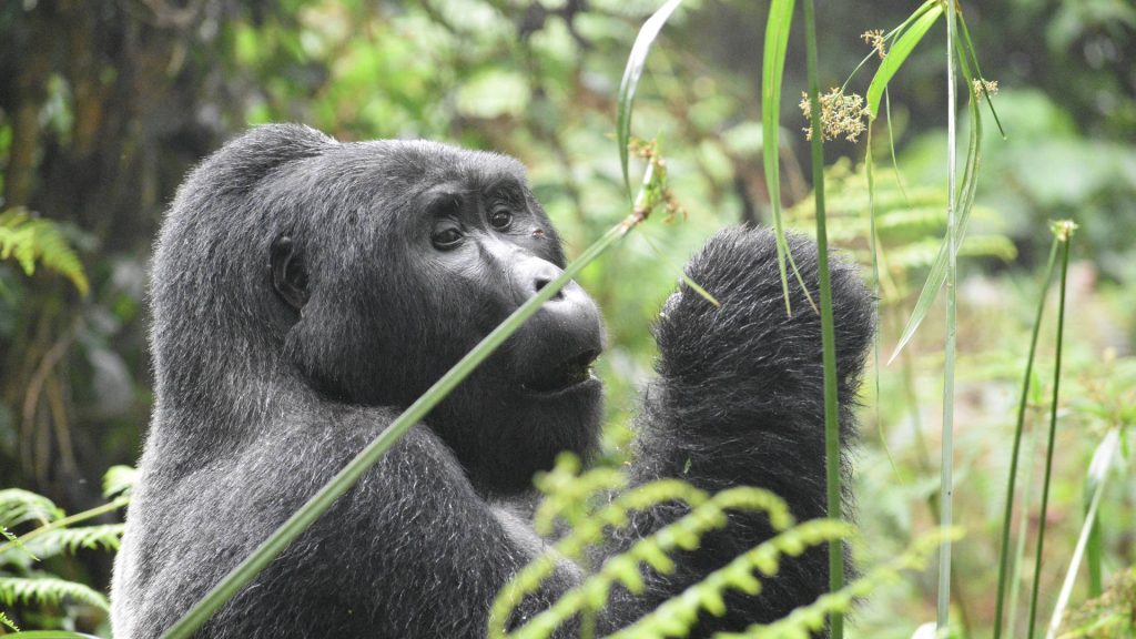 Gorilla Adventure Safaris in Rwanda and Uganda