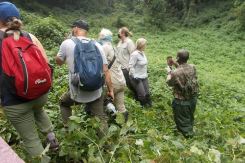 Trekking Gorillas in Rwanda