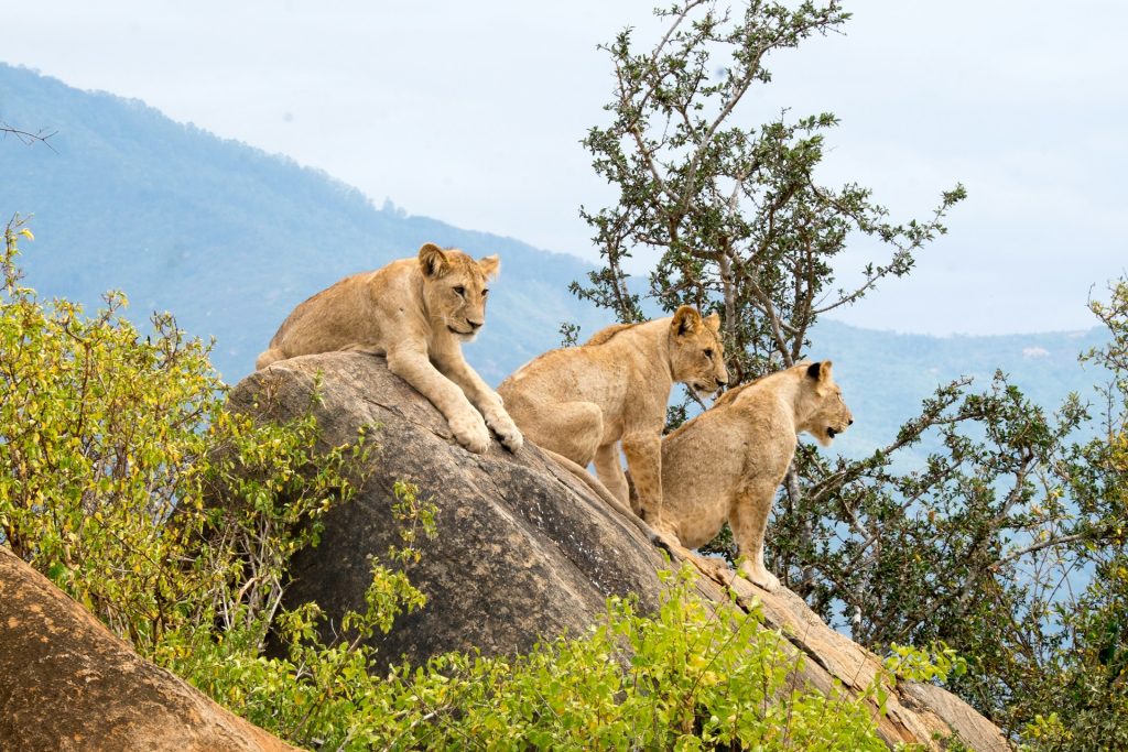 kenyan national parks, Kenya’s national park safaris and tours