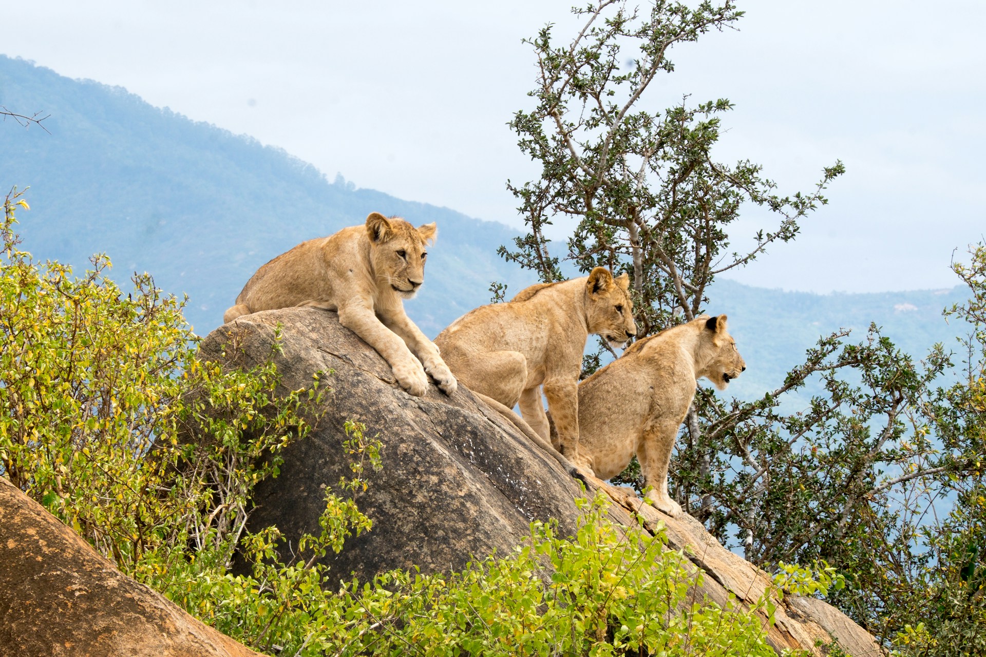 kenyan national parks, kenya's national parks, kenya national parks, national parks in kenya, national park in kenya