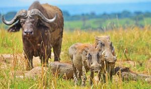 Budget Uganda Safari Packages
