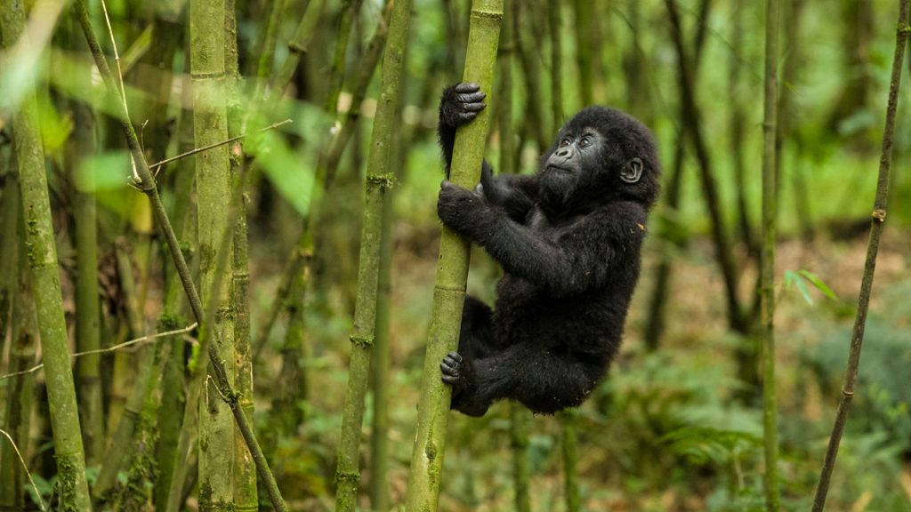 mgahinga gorilla national park, mgahinga gorilla trekking, mgahinga national park, mgahinga gorilla trekking, uganda gorilla trekking tour, mgahinga gorillas, gorilla treking in mgahinga gorilla national park, accommodations in mgahinga gorilla national park, activities in mgahinga gorilla national park, Gorilla Trekking Tours in Uganda, Mountain Gorilla Trekking, gorilla trekking tours, gorilla tour in uganda, gorillas in uganda, gorilla trekking in mgahinga, gorilla trekking in bwindi