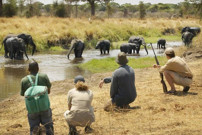 mikumi national park, mikumi park in tanzania, tanzania mikumi national park, mikumi national park price, mikumi national park accommodations, mikumi national park reviews, mikumi animals