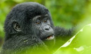 Volcanoes National Park Safari Cost Breakdown – Budget to Luxury