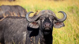 Uganda Big Five Safari Guide