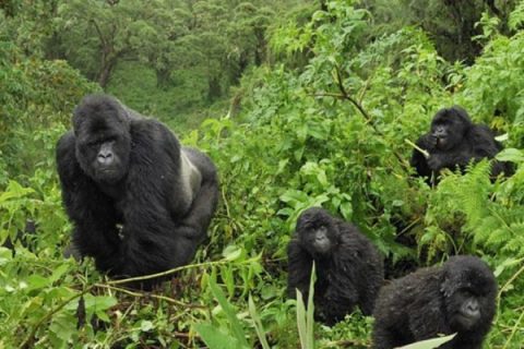 Bwindi Impenetrable National Forest, bwindi impenetrable forest, bwindi uganda, bwindi national park, bwindi gorilla national park, bwindi bandas, bwindi park, bwindi forest, bwindi mountain gorillas, gorillas in bwindi, bwindi forest park