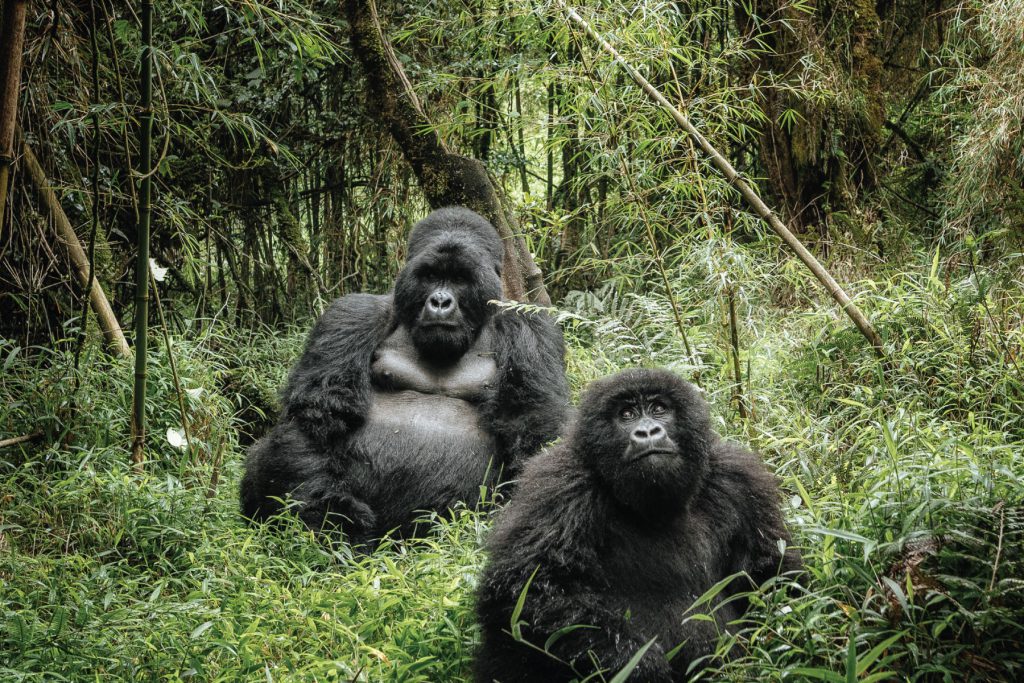 safaris in uganda from Rwanda, Bwindi Impenetrable National Forest, bwindi impenetrable forest, bwindi uganda, bwindi national park, bwindi gorilla national park, bwindi bandas, bwindi park, bwindi forest, bwindi mountain gorillas, gorillas in bwindi, bwindi forest park