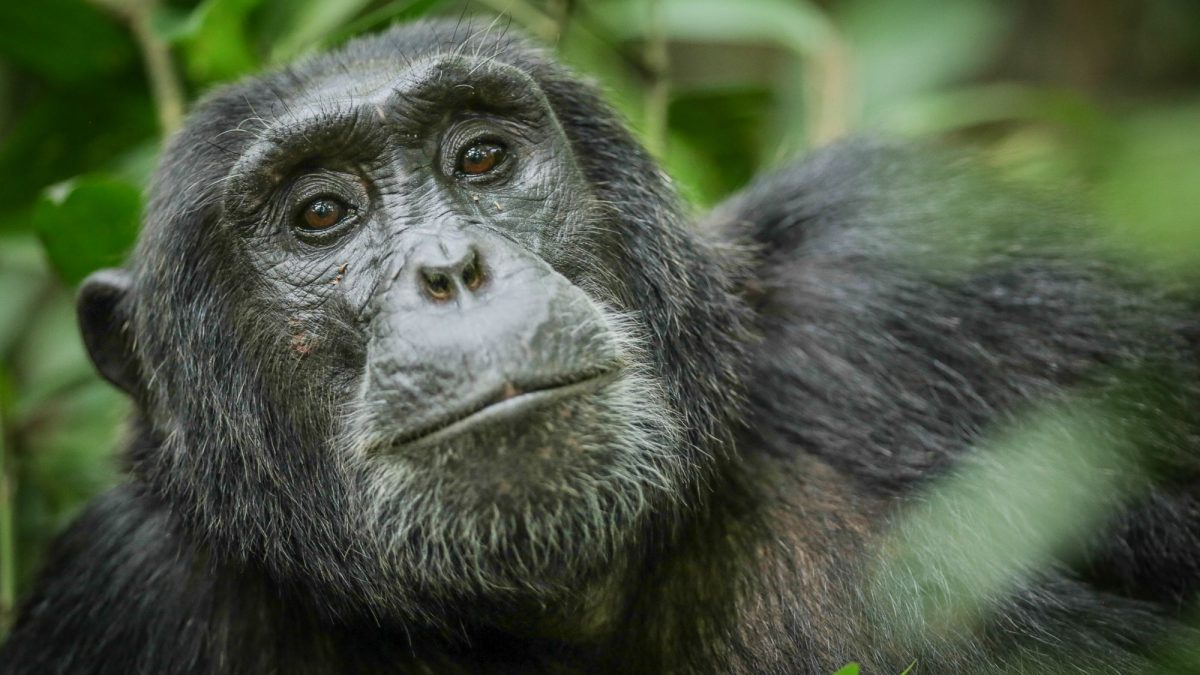 Chimpanzee Experiences in Uganda, chimpanzee tracking in uganda, kibale chimpanzee tracking, kyambura gorge chimpanzee tracking, chimp tracking in uganda, uganza chimps, uganda chimp trekking, uganda chimpanzee tracking, chimpanzees in kibale national park, chimpanzees in kyambura gorge