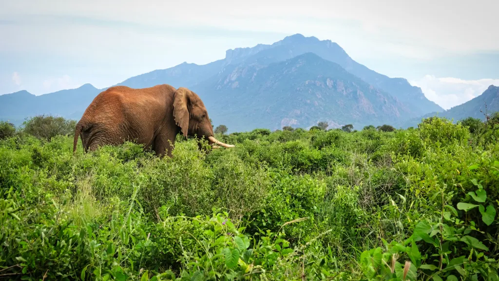 kenyan national parks, kenya's national parks, kenya national parks, national parks in kenya, national park in kenya