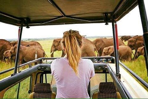 ngorongoro national park, ngorongoro conservation area, ngorongoro crater