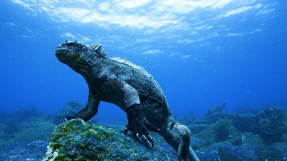 mombasa marine reserve, mombasa watersport