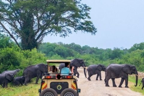 murchison falls national park, national park in uganda, uganda national parks, game drives in murchison national park, birdwatching in murchison national park, boat rides in murchison, boat safari in murchison national park, safari trip to murchison falls national park