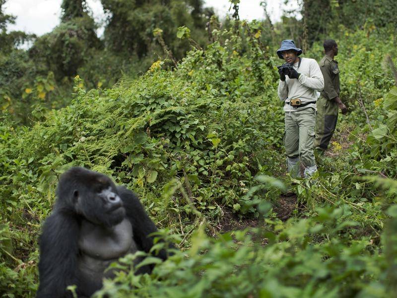 gorilla trekking in rwanda, rwanda gorilla tracking, mountain gorilla trekking in rwanda, gorillas in rwanda, gorillas rwanda safaris, gorilla safari tours, Trek Mountain Gorillas in Rwanda