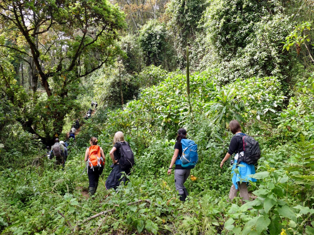 Ultimate Gorilla Trekking Experience in Rwanda, Gorilla Trekking Experience in Rwanda, Gorilla Adventures, gorilla adventures in rwanda