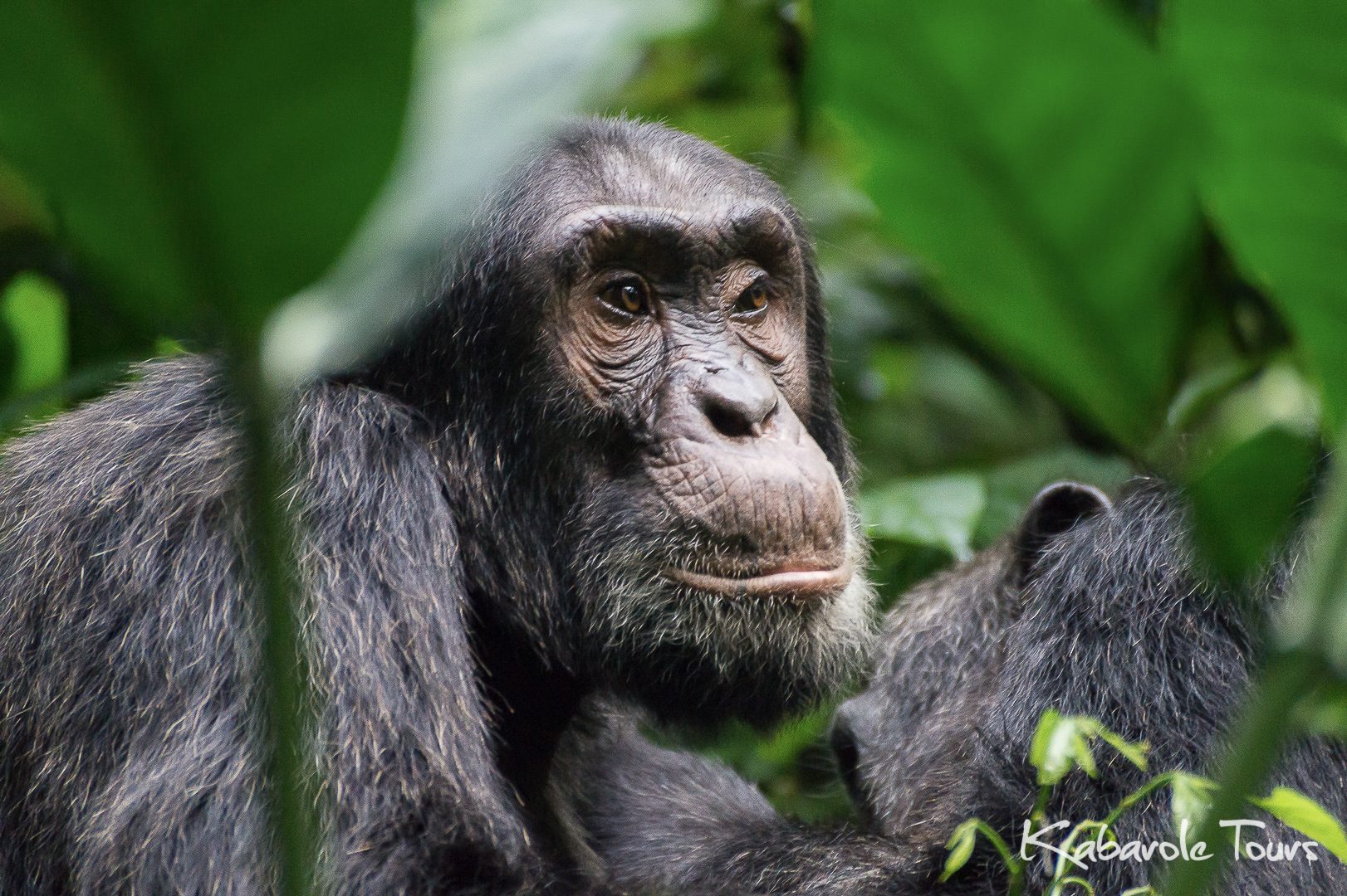 Chimpanzee Experiences in Uganda, chimpanzee tracking in uganda, kibale chimpanzee tracking, kyambura gorge chimpanzee tracking, chimp tracking in uganda, uganza chimps, uganda chimp trekking, uganda chimpanzee tracking, chimpanzees in kibale national park, chimpanzees in kyambura gorge, safaris in uganda from Rwanda