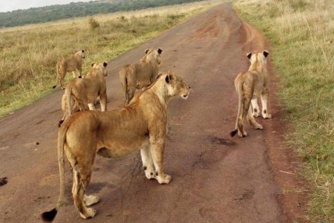 Kidepo Valley National Park