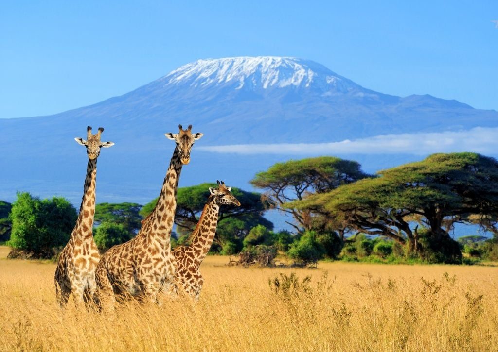 mount kilimanjaro, kilimanjaro summit, mount kilimanjaro tanzania, mount kilimanjaro best time to visit, mount kilimanjaro reviews, mount kilimanjaro photos, hiking mount kilimanjaro, mount kilimanjaro price