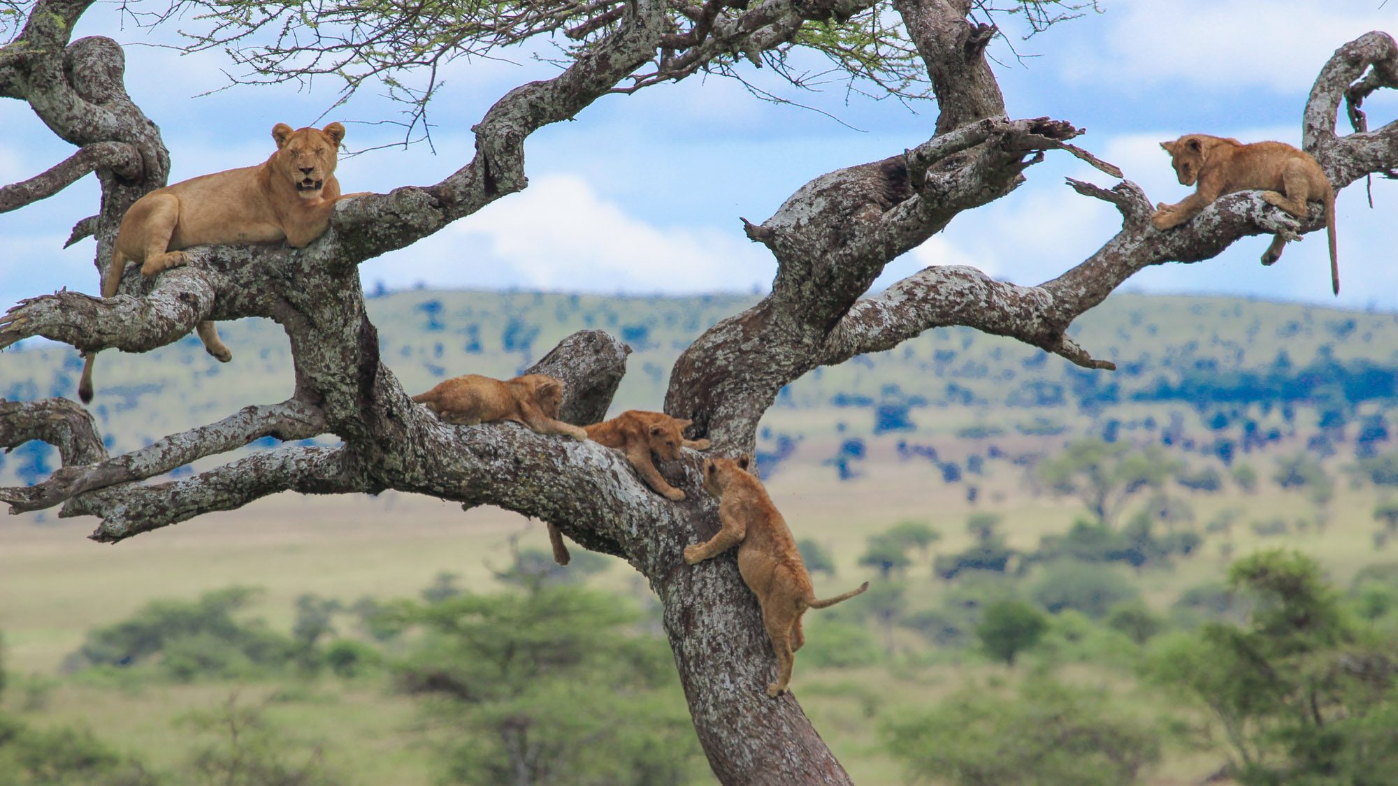 lake manyara, lake manyara national park, lake manyara national park photos, lake manyara reviews, lake manyara tour packages, lake manyara national park animals, lake manayara safaris,