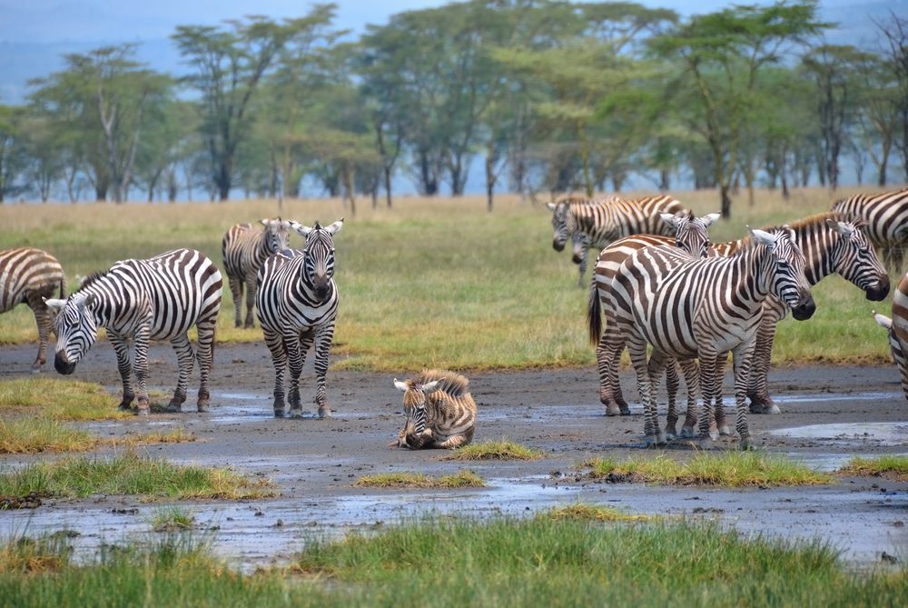 lake nakuru national park, lake nakuru, lake nakuru accommodations, accommodations near lake nakuru, activities near lake nakuru, lake nakuru national park attractions