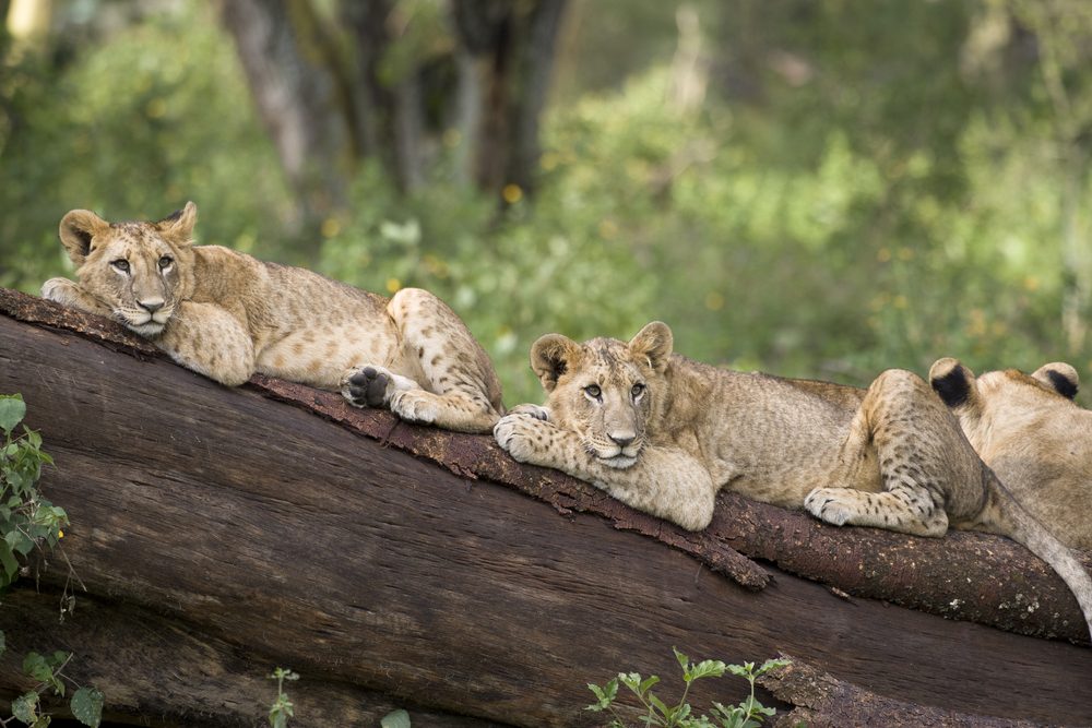 lake nakuru national park, lake nakuru, lake nakuru accommodations, accommodations near lake nakuru, activities near lake nakuru, lake nakuru national park attractions