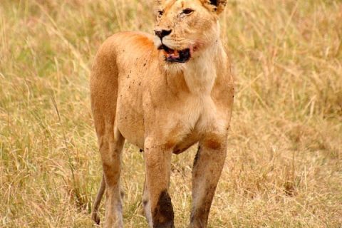 ngorongoro national park, ngorongoro conservation area, ngorongoro crater