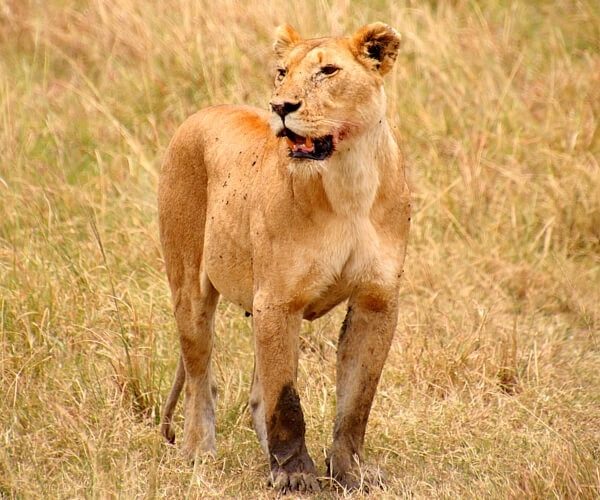 Uganda Safari Cost Breakdown