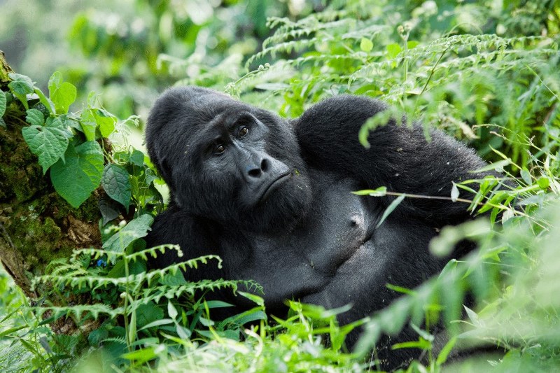 mgahinga gorilla national park, mgahinga gorilla trekking, mgahinga national park, mgahinga gorilla trekking, uganda gorilla trekking tour, mgahinga gorillas, gorilla treking in mgahinga gorilla national park, accommodations in mgahinga gorilla national park, activities in mgahinga gorilla national park, Gorilla Trekking Tours in Uganda