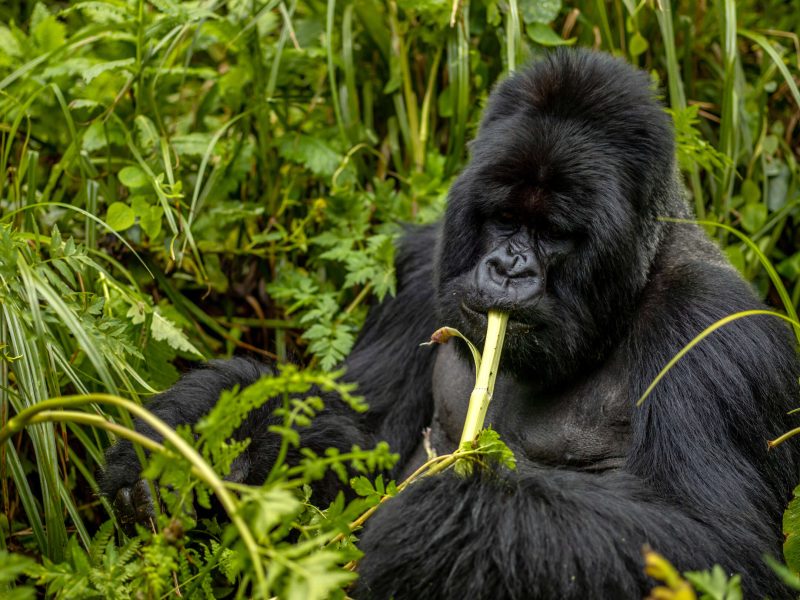 gorilla trekking in rwanda, rwanda gorilla tracking, mountain gorilla trekking in rwanda, gorillas in rwanda, gorillas rwanda safaris, gorilla safari tours