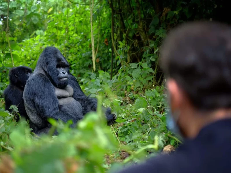 gorilla trekking in rwanda, rwanda gorilla tracking, mountain gorilla trekking in rwanda, gorillas in rwanda, gorillas rwanda safaris, gorilla safari tours