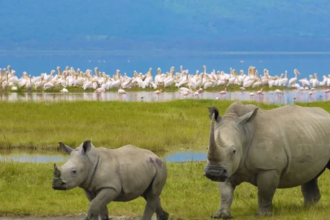 ngorongoro national park, ngorongoro conservation area, ngorongoro crater