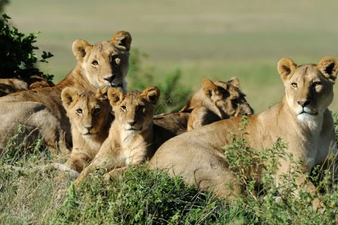 ngorongoro national park, ngorongoro conservation area, ngorongoro crater