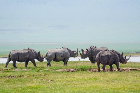 ngorongoro national park, ngorongoro conservation area, ngorongoro crater